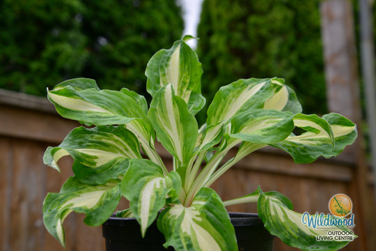 Hosta - Mediovariegata, 1 Pack