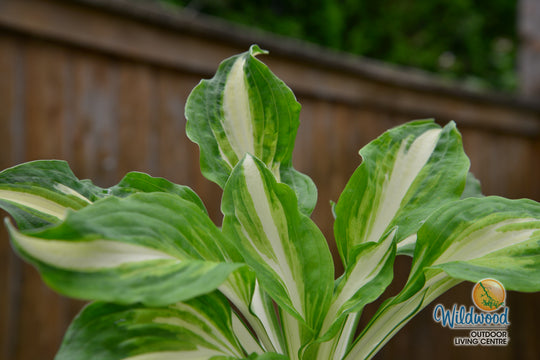 Hosta - Mediovariegata, 1 Pack