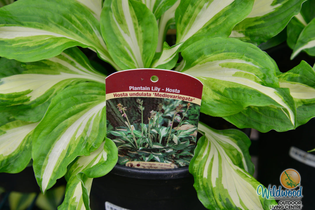 Hosta - Mediovariegata, 1 Pack