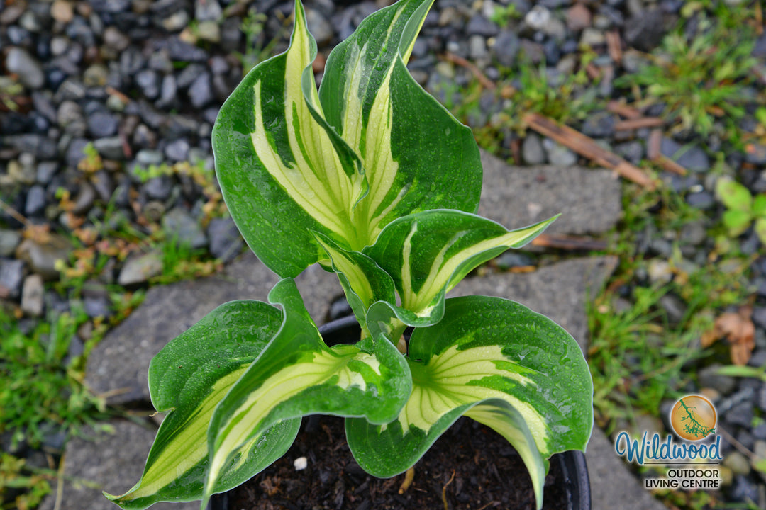 Hosta - Whirlwind, 1 Pack
