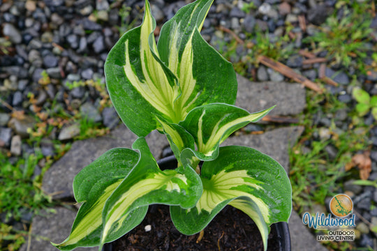 Hosta - Whirlwind, 1 Pack