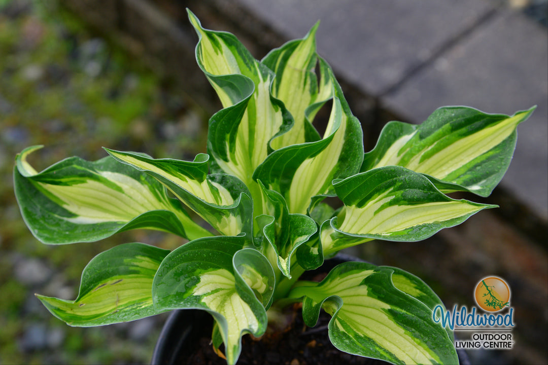 Hosta - Whirlwind, 1 Pack