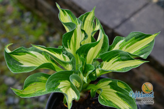 Hosta - Whirlwind, 1 Pack