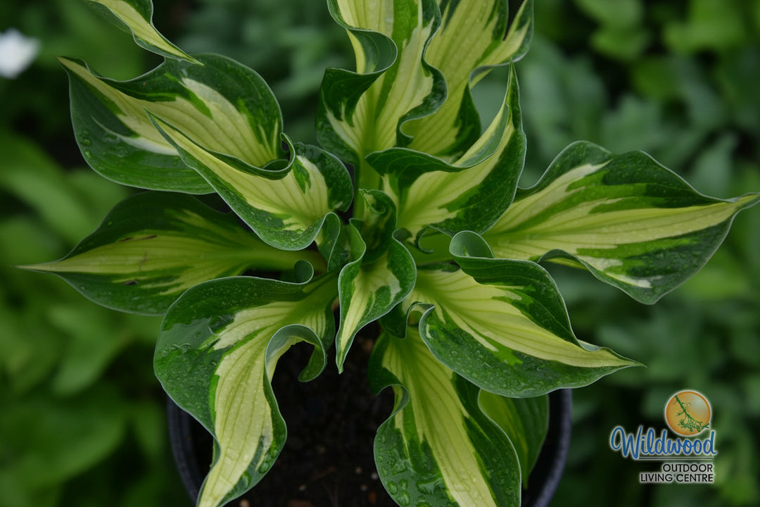 Hosta - Whirlwind, 1 Pack