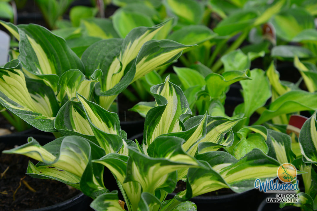 Hosta - Whirlwind, 1 Pack
