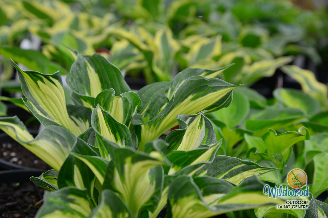 Hosta - Whirlwind, 1 Pack