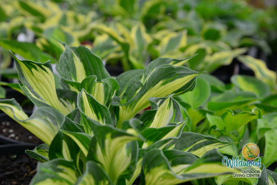 Hosta - Whirlwind, 1 Pack