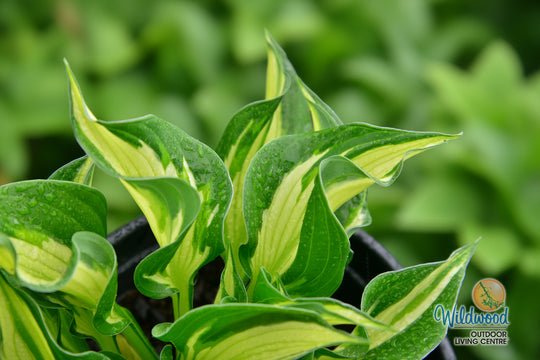 Hosta - Whirlwind, 1 Pack