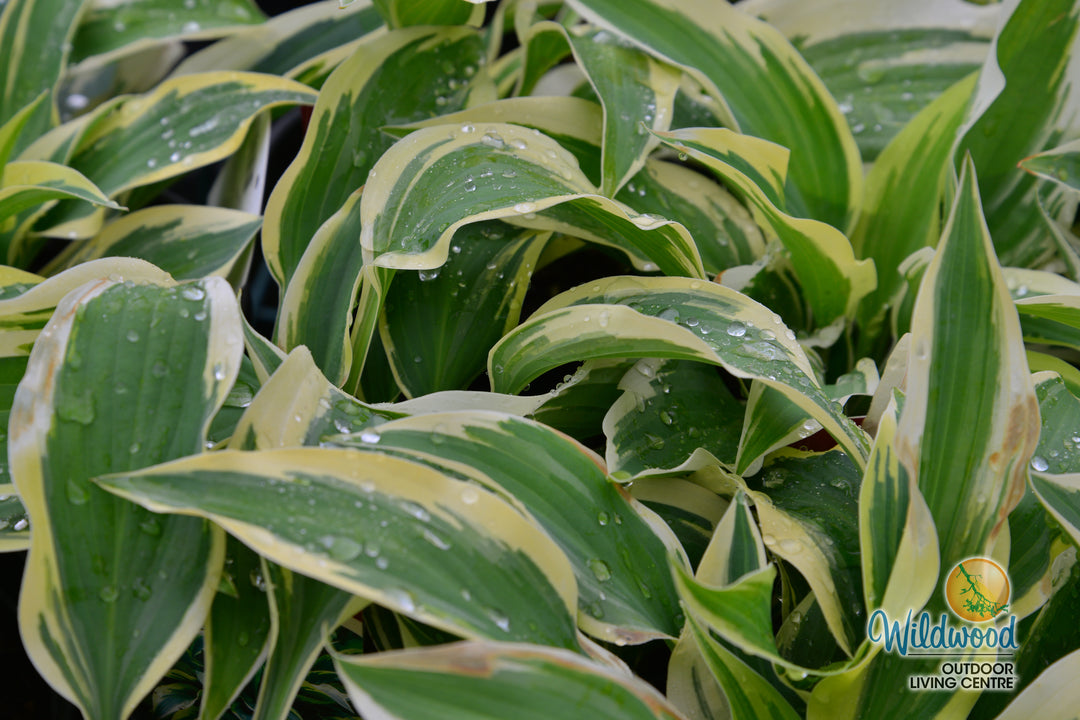 Hosta - Wolverine, 1 Pack