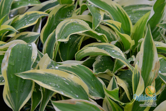Hosta - Wolverine, 1 Pack