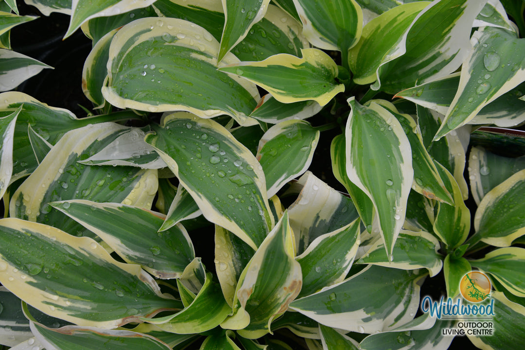 Hosta - Wolverine, 1 Pack