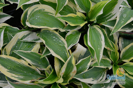 Hosta - Wolverine, 1 Pack