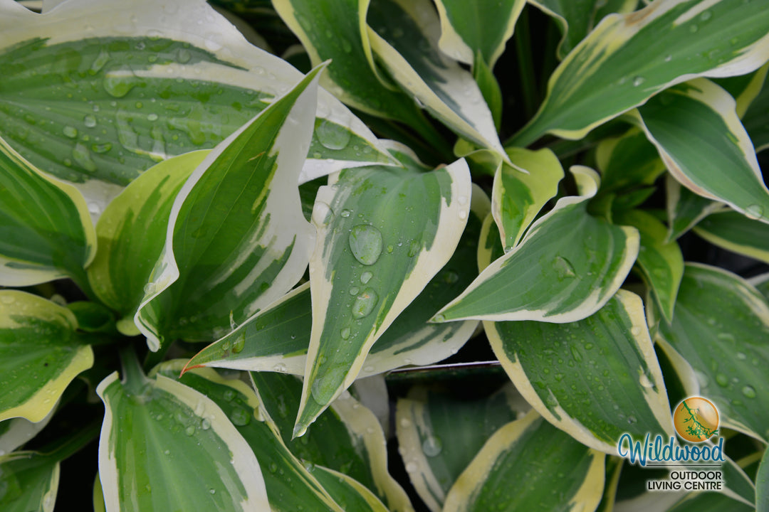 Hosta - Wolverine, 1 Pack