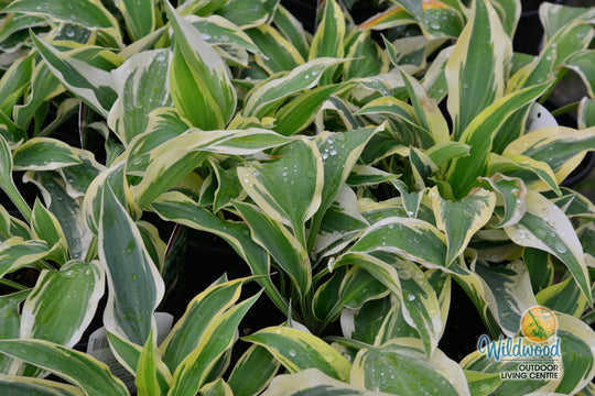 Hosta - Wolverine, 1 Pack