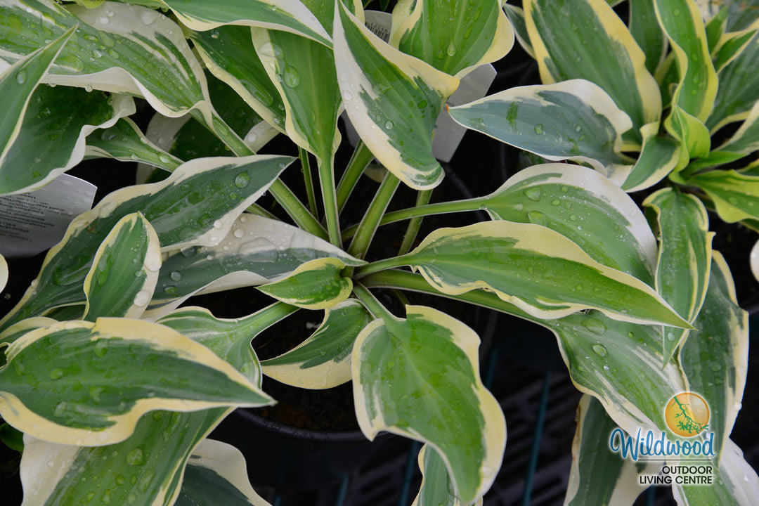 Hosta - Wolverine, 1 Pack