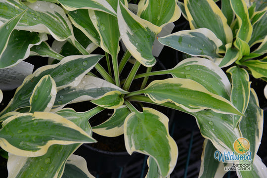 Hosta - Wolverine, 1 Pack