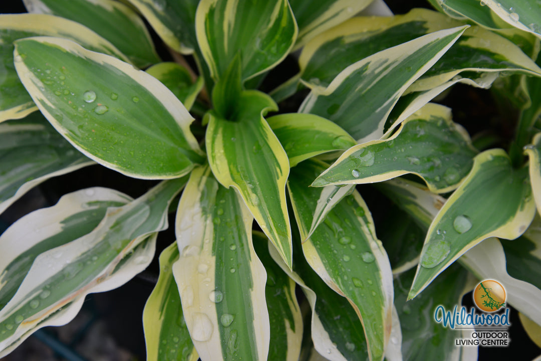 Hosta - Wolverine, 1 Pack