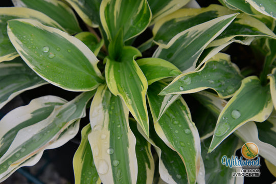 Hosta - Wolverine, 1 Pack