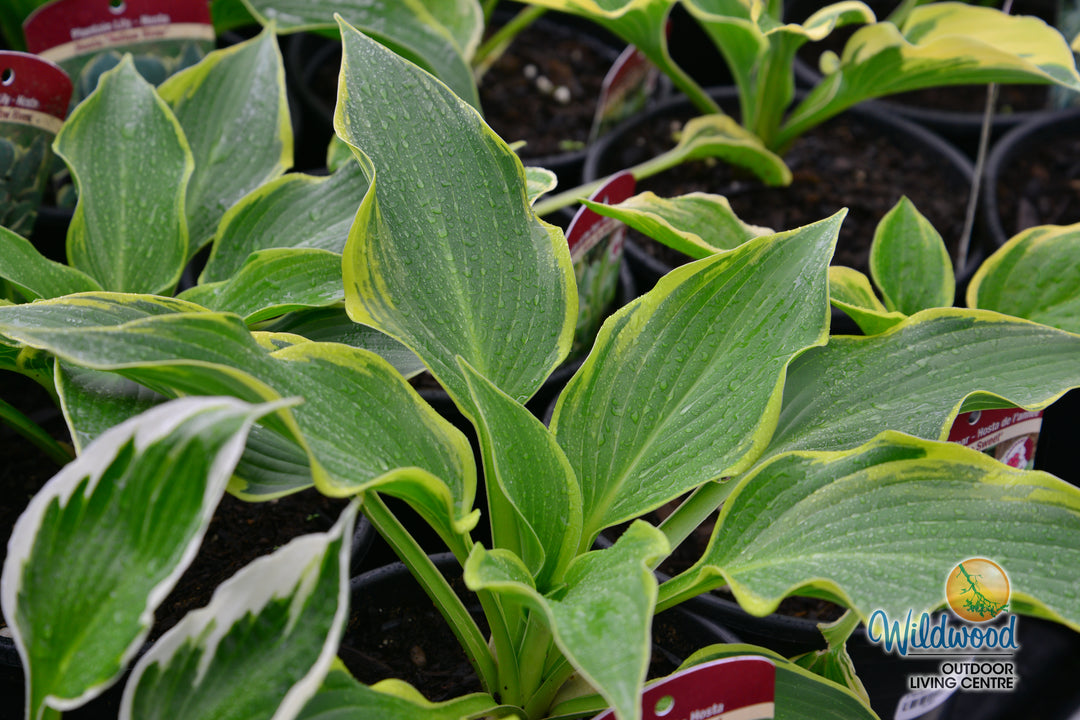 Hosta - Yellow River, 1 Pack