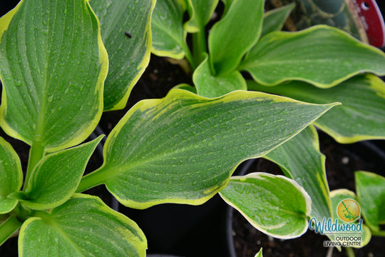 Hosta - Yellow River, 1 Pack