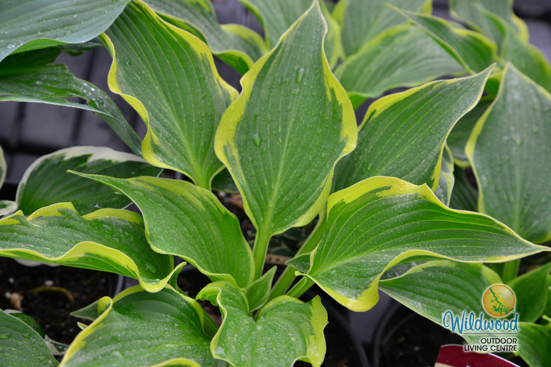 Hosta - Yellow River, 1 Pack