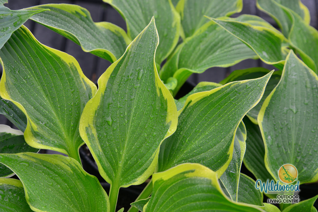 Hosta - Yellow River, 1 Pack