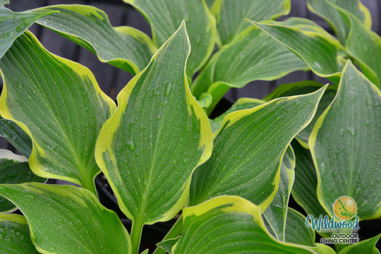 Hosta - Yellow River, 1 Pack