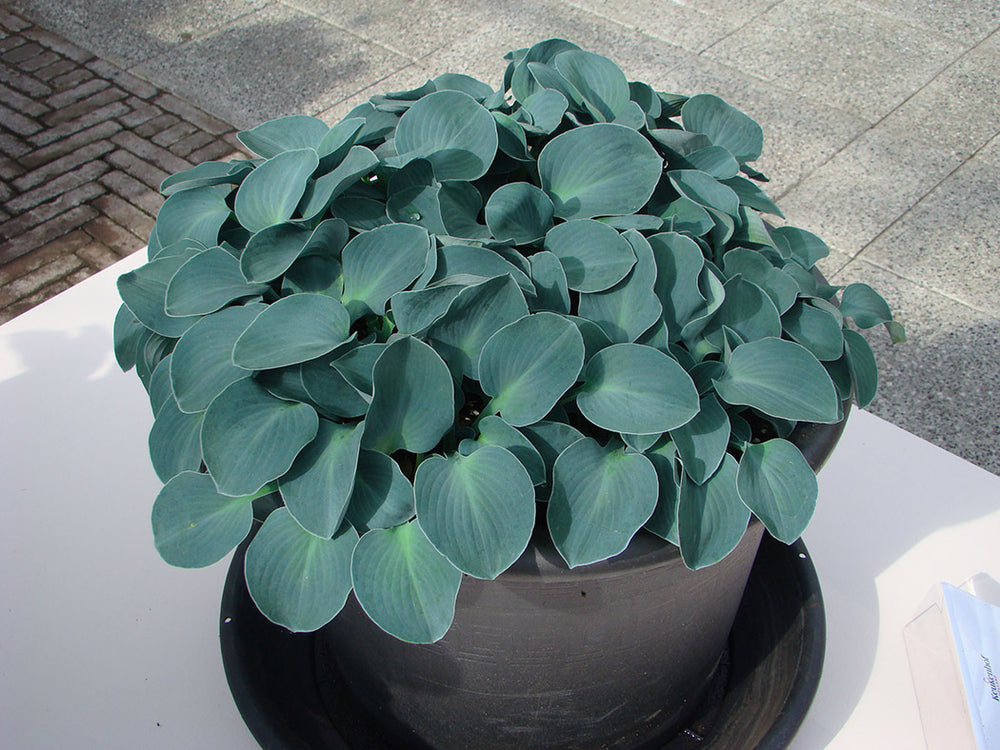 Hosta - Blue Mouse Ears, 1 Pack