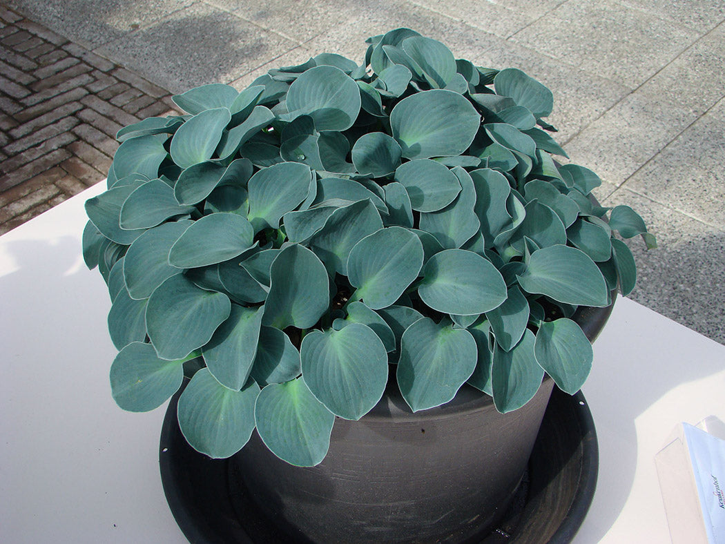 Hosta - Blue Mouse Ears, 1 Pack