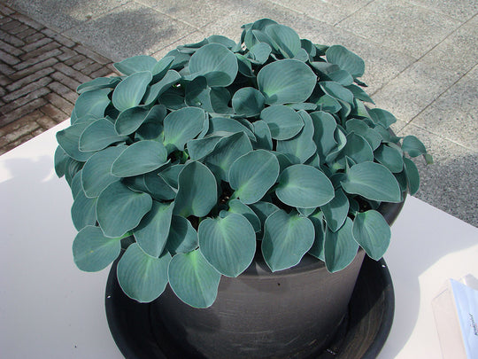 Hosta - Blue Mouse Ears, 1 Pack
