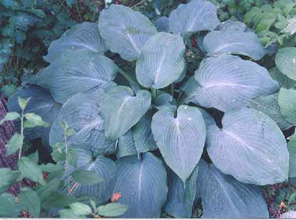 Hosta - Blue Angel, 1 Pack