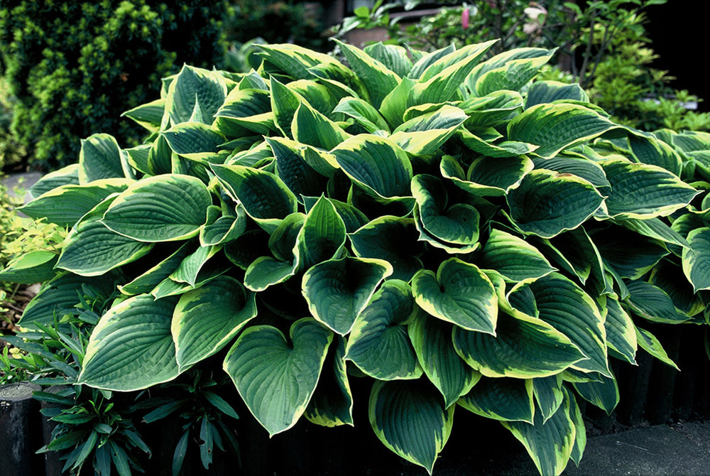 Hosta fortunei - Aureomarginata, 1 Pack