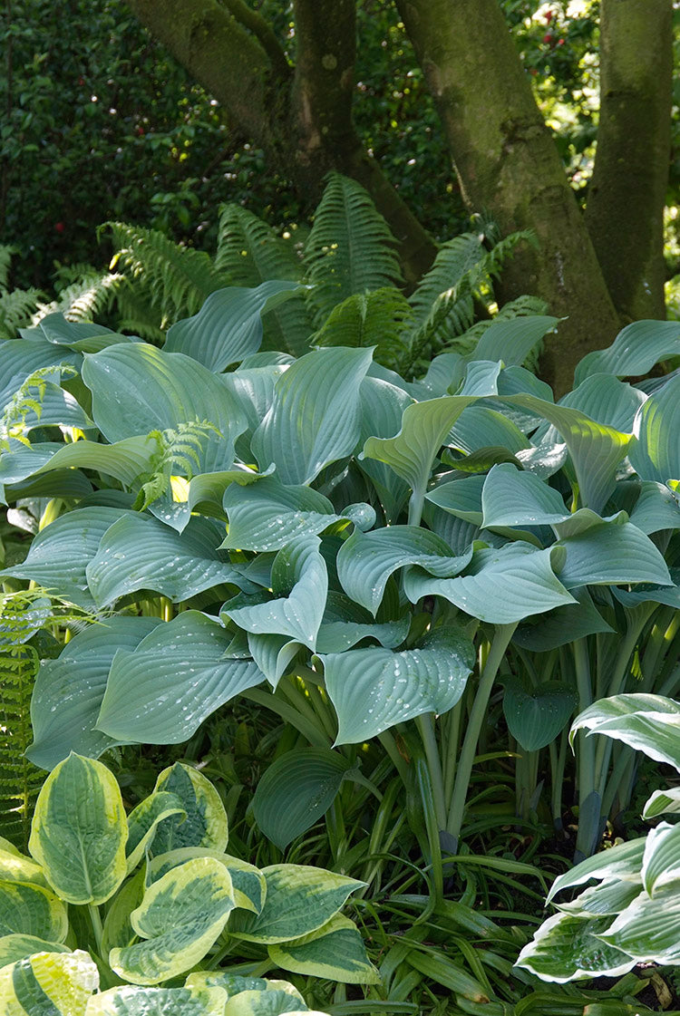 Hosta - Krossa Regal, 1 Pack