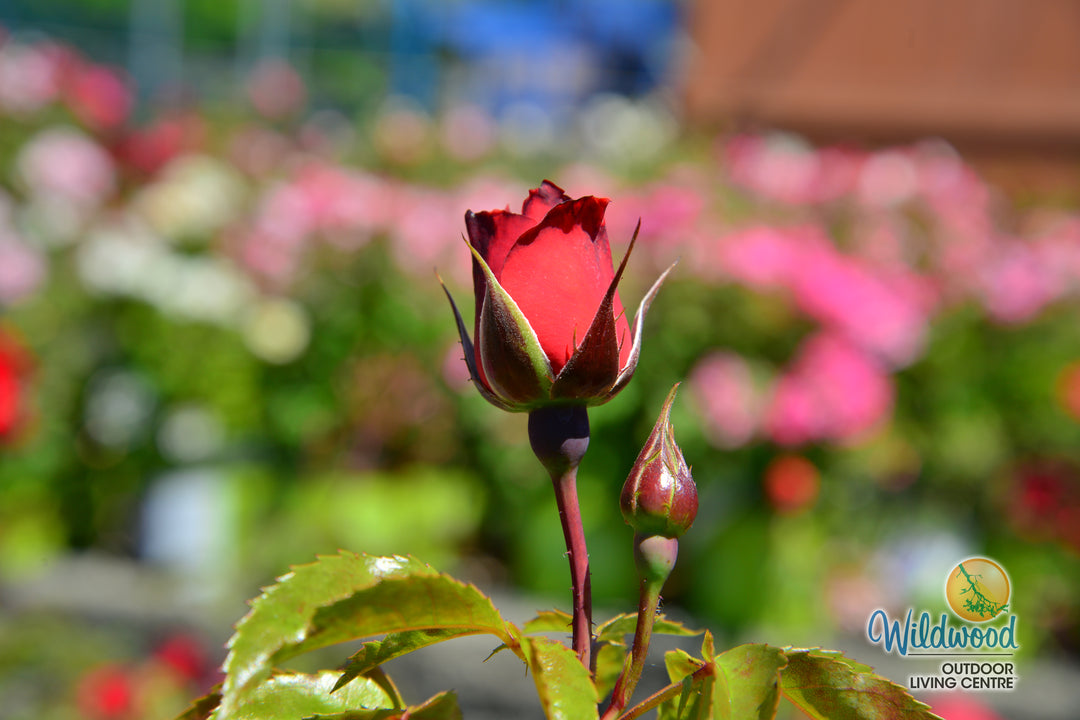 Hot Cocoa - Star Roses and Plants