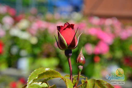 Hot Cocoa - Star Roses and Plants