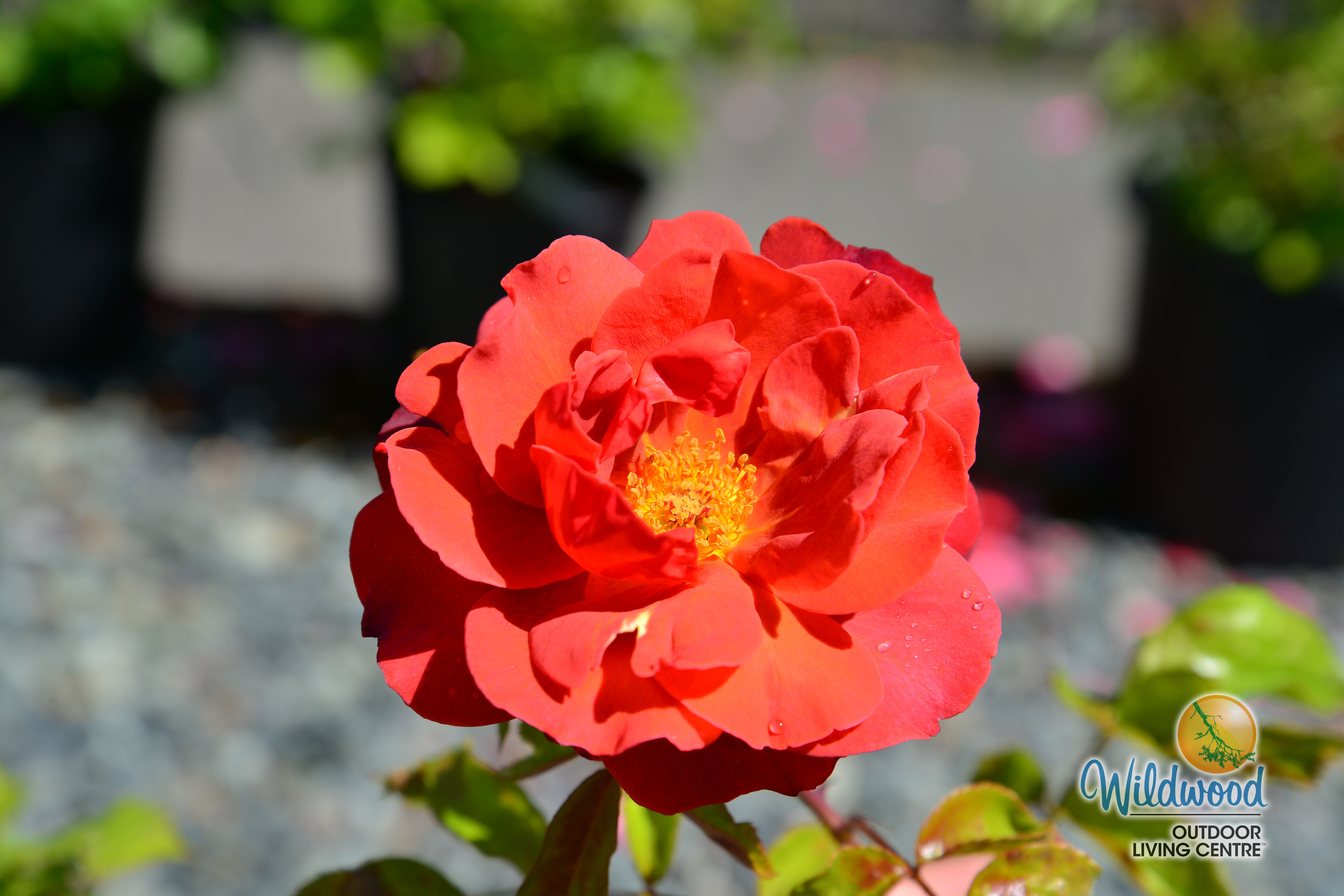 Hot Cocoa - Star Roses and Plants – Wildwood Outdoor Living