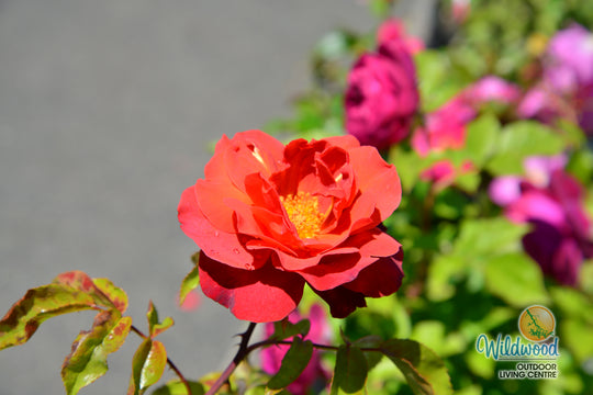 Hot Cocoa - Star Roses and Plants