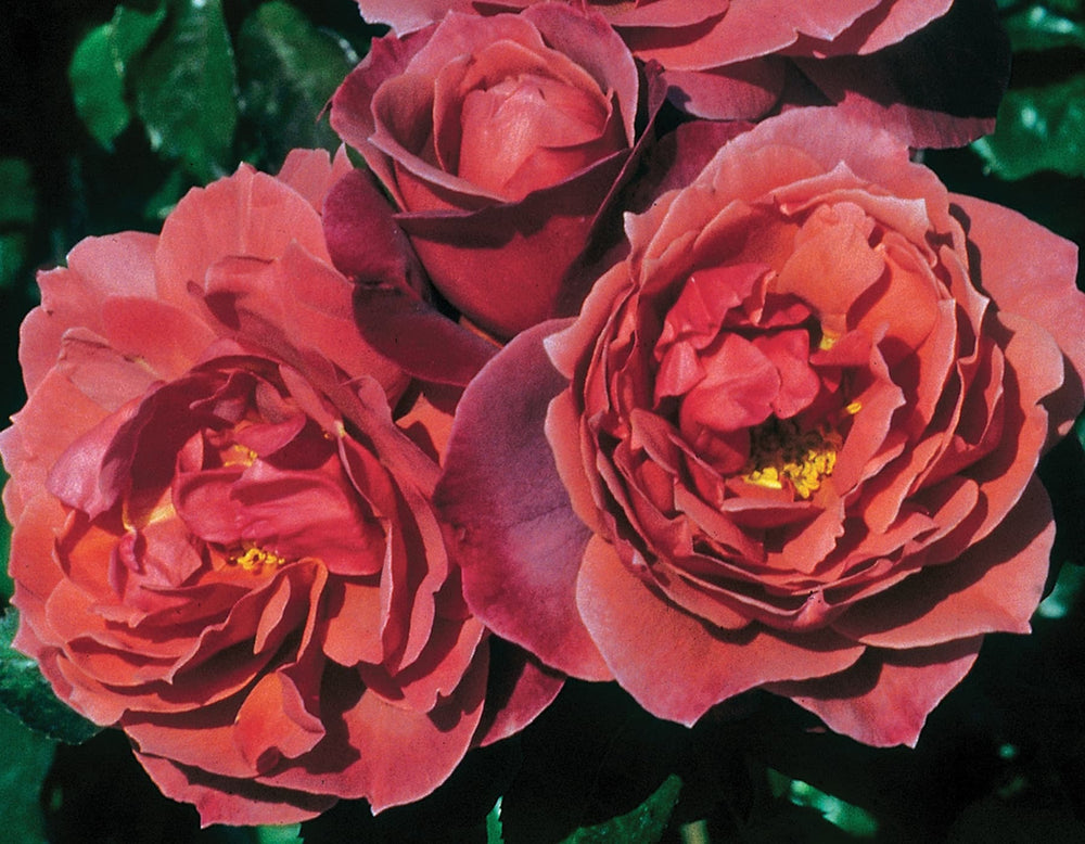 Hot Cocoa - Star Roses and Plants