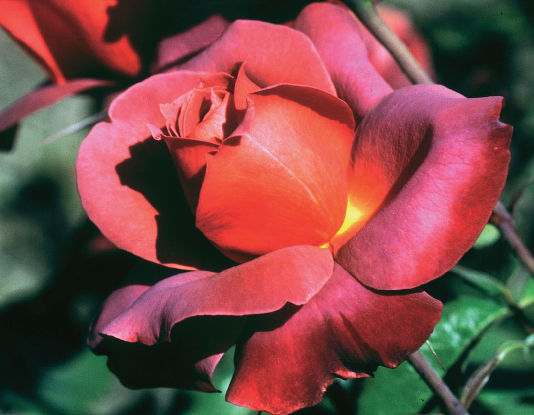 Hot Cocoa - Star Roses and Plants