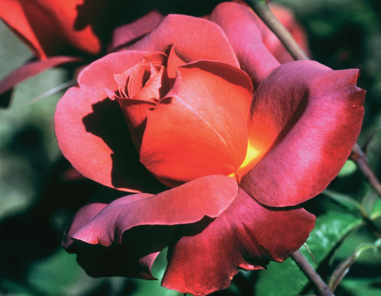 Hot Cocoa - Star Roses and Plants