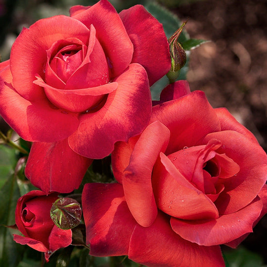 Hot Cocoa - Star Roses and Plants