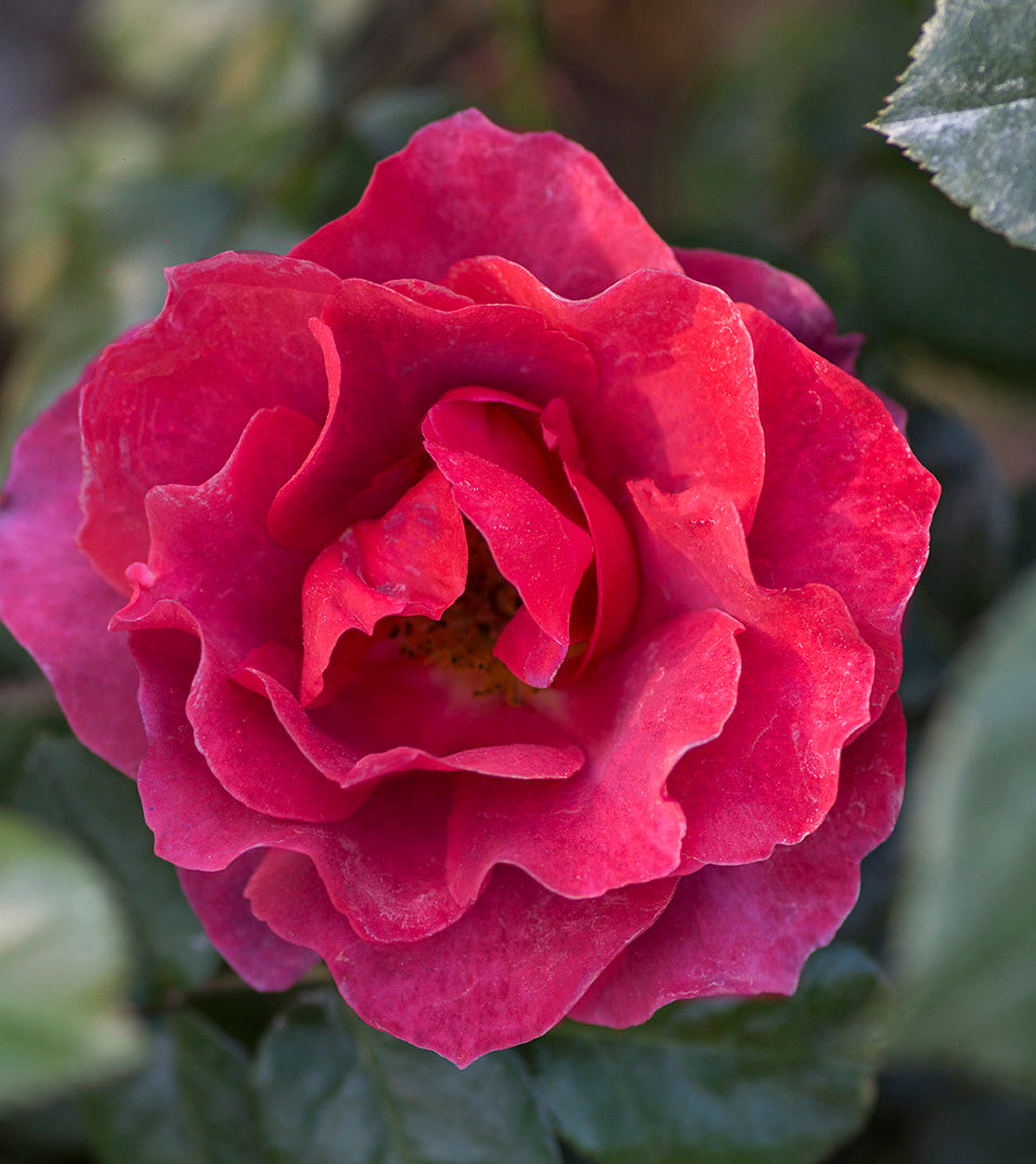 Hot Cocoa - Star Roses and Plants