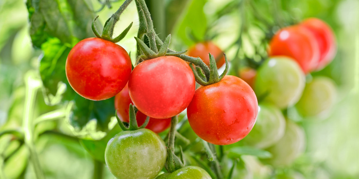 Tomato House Cherry - Eagleridge Seeds