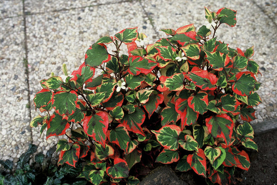 Houttuynia Cordata - Chameleon, 1 Pack