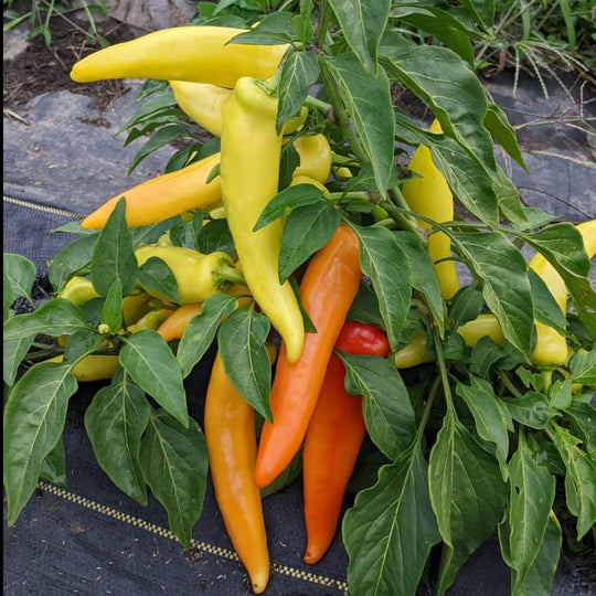 Pepper Hungarian Hot Wax - Saanich Organics