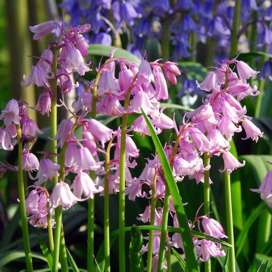 Scilla Campanulata - Pink Spanish Bluebell, 10 Pack