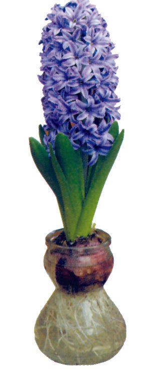 Hyacinths - With Glass Kit