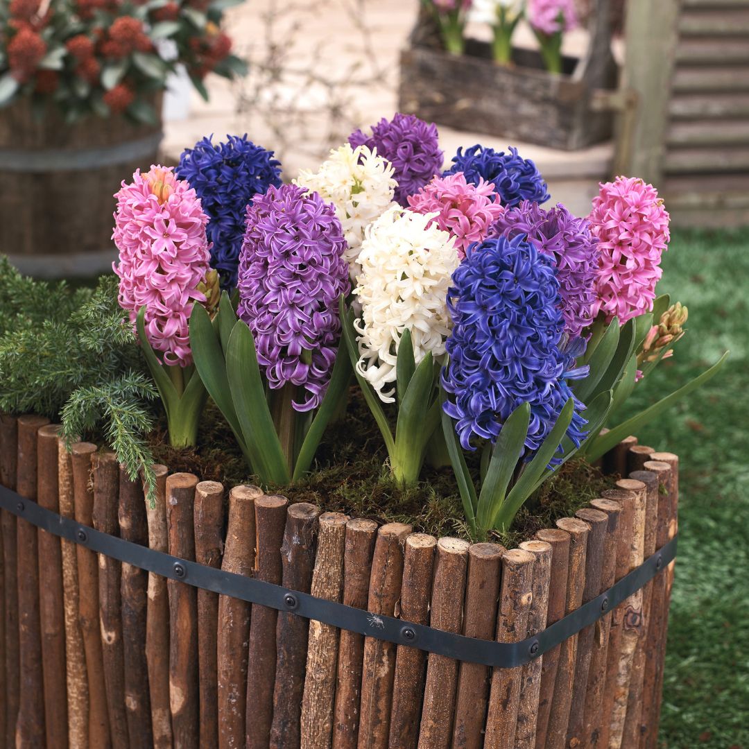 Hyacinths - Fragrant Mix - BONUS 8 Pack