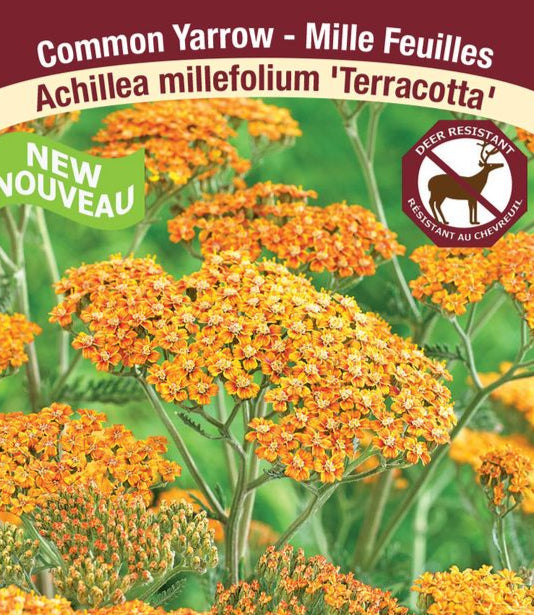 Yarrow - Terracotta, 1 Pack