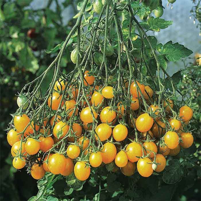 Tomato ILDI Cherry - Eagleridge Seeds